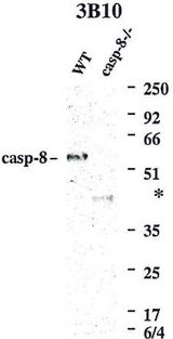 CASP8 / Caspase 8 Antibody - Western blot using anti-Caspase-8 (mouse), mAb (3B10) detecting endogenous caspase-8 in MEFs from WT mice, but not in MEFs from caspase-8-/- mice. Several smaller bands detected in the caspase-8-/- MEFs, correspond to truncated forms of caspase-8 made in the caspase-8-/- mice since only exons 1 and 2 of mouse caspase-8 were deleted in these knock-out mice and not the region encoding the p20 subunit. Note: Extra bands marked by * are only seen in lysates from caspase-8-/- MEFs and not in lysates from any WT cell lines or mouse WT tissue.