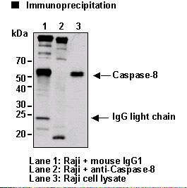 CASP8 / Caspase 8 Antibody
