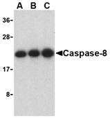CASP8 / Caspase 8 Antibody - Western blot of caspase-8 in Jurkat cell lysate with caspase-8 antibody at (A) 0.5, (B) 1, and (C) 2 ug/ml.