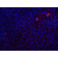 CASP8 / Caspase 8 Antibody - Immunofluorescence of Caspase-8 in human spleen tissue with Caspase-8 antibody at 20 µg/ml.Red: Caspase-8 Antibody  Blue: DAPI staining