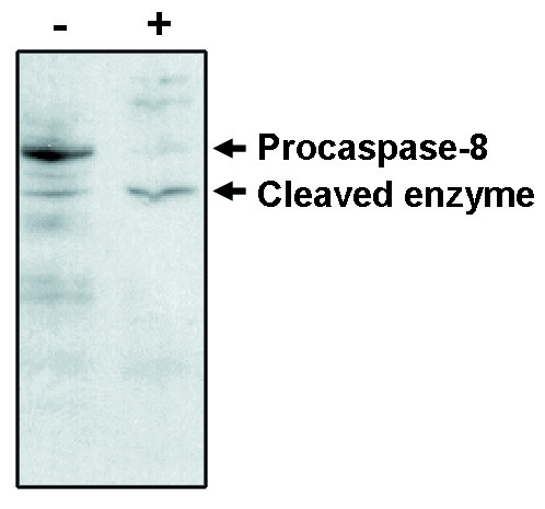 CASP8 / Caspase 8 Antibody - Western blot of caspase-8 antibody on MCF-7 cells negative (-) and positive (+) for caspase-3 after treatment for 48 hours with thapsigargin. Antibody detects procaspase and one cleavage product.