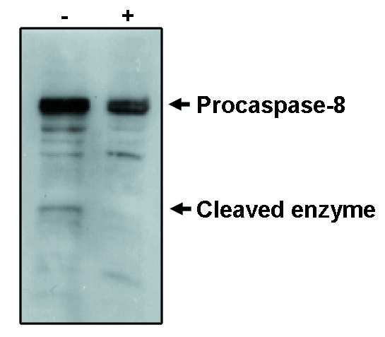 CASP8 / Caspase 8 Antibody - Western blot of caspase-8 antibody on MCF-7 cells negative (-) and positive (+) for caspase-3 after treatment for 48 hours with thapsigargin. Antibody detects the proenzyme and one of the cleavage products.