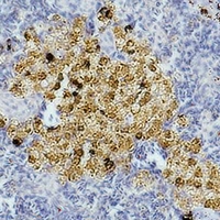CASP8 / Caspase 8 Antibody - Immunohistochemical analysis of Caspase 8 staining in mouse spleen formalin fixed paraffin embedded tissue section. The section was pre-treated using heat mediated antigen retrieval with sodium citrate buffer (pH 6.0). The section was then incubated with the antibody at room temperature and detected using an HRP conjugated compact polymer system. DAB was used as the chromogen. The section was then counterstained with hematoxylin and mounted with DPX.