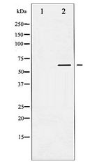 CASP8 / Caspase 8 Antibody - Western blot of Caspase 8 expression in TNF-a treated NIH-3T3 whole cell lysates,The lane on the left is treated with the antigen-specific peptide.
