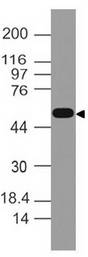 CASP8 / Caspase 8 Antibody - Fig-6: Western blot analysis of Caspase-8. Anti-Caspase-8 antibody was used at 4 µg/ml on EL-4 lysate.