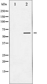 CASP8 / Caspase 8 Antibody - Western blot analysis of Caspase 8 expression in TNF-a treated NIH-3T3 whole cells lysates. The lane on the left is treated with the antigen-specific peptide.