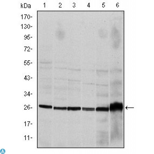 CASP8 / Caspase 8 Antibody - Western Blot (WB) analysis using Caspase-8 Monoclonal Antibody against HeLa (1), Jurkat (2), THP-1 (3), NIH/3T3 (4), Cos7 (5) and PC-12 (6) cell lysate.