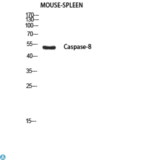 CASP8 / Caspase 8 Antibody - Western Blot (WB) analysis of Mouse Spleen using Cleaved-Caspase-8 p18 (S217) antibody.