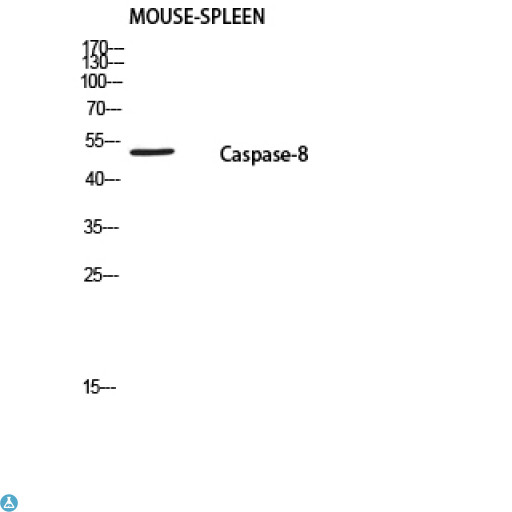 CASP8 / Caspase 8 Antibody - Western Blot (WB) analysis of Mouse Spleen using Caspase-8 P18 antibody.