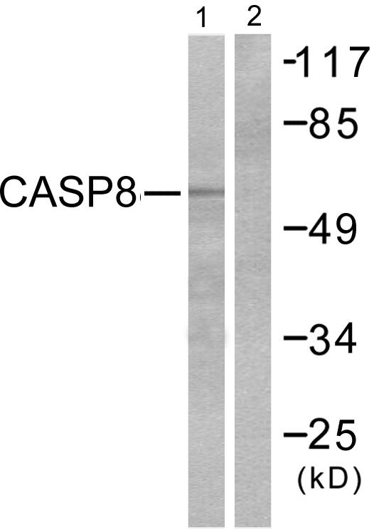 CASP8 / Caspase 8 Antibody - Western blot analysis of extracts from NIH/3T3 cells treated with TNF-a(20ng/ml,30min), using Caspase 8 (Ab-347) antibody ( Line 1 and 2).