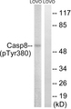 CASP8 / Caspase 8 Antibody - Western blot analysis of lysates from LOVO cells treated with UV 15', using Caspase 8 (Phospho-Tyr380) Antibody. The lane on the right is blocked with the phospho peptide.