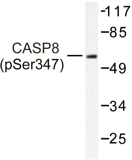 CASP8 / Caspase 8 Antibody - Western blot of Caspase 8 (T341) pAb in extracts from NIH/3T3 cells treated with TNF-a 20ng/ml, 40mins.