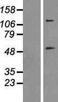 CASP8 / Caspase 8 Protein - Western validation with an anti-DDK antibody * L: Control HEK293 lysate R: Over-expression lysate