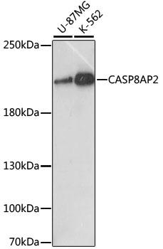 CASP8AP2 / FLASH Antibody - Western blot analysis of extracts of various cell lines using CASP8AP2 Polyclonal Antibody at dilution of 1:1000.