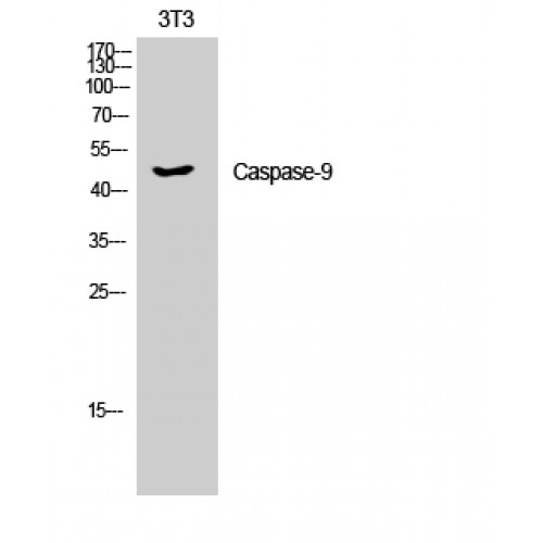 CASP9 / Caspase 9 Antibody - Western blot of Caspase-9 antibody