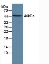 CASP9 / Caspase 9 Antibody - Western Blot; Sample: Human Hela Cells.