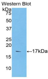CASP9 / Caspase 9 Antibody - Western blot of recombinant CASP9 / Caspase 9.  This image was taken for the unconjugated form of this product. Other forms have not been tested.
