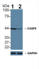 CASP9 / Caspase 9 Antibody - Knockout Varification: Lane 1: Wild-type Hela cell lysate; Lane 2: CASP9 knockout Hela cell lysate; Predicted MW: 17,30,37,46kDa Observed MW: 44kDa Primary Ab: 5µg/ml Rabbit Anti-Human CASP9 Antibody Second Ab: 0.2µg/mL HRP-Linked Caprine Anti-Rabbit IgG Polyclonal Antibody