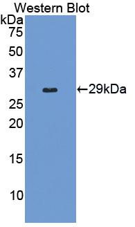 CASP9 / Caspase 9 Antibody - Western Blot; Sample: Recombinant protein.