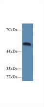 CASP9 / Caspase 9 Antibody - Western Blot; Sample: Mouse Heart lysate; Primary Ab: 2µg/ml Rabbit Anti-Mouse CASP9 Antibody Second Ab: 0.2µg/mL HRP-Linked Caprine Anti-Rabbit IgG Polyclonal Antibody