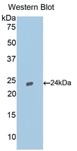 CASP9 / Caspase 9 Antibody - Western Blot; Sample: Recombinant protein.