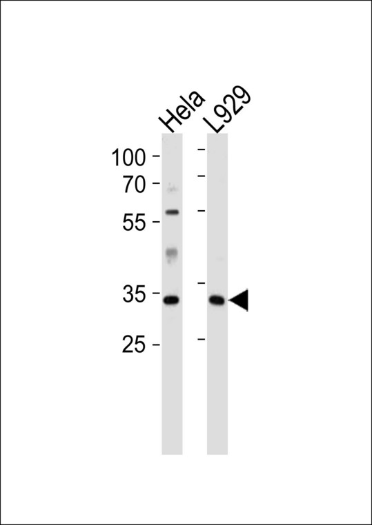 CASP9 / Caspase 9 Antibody - CASP9 Antibody western blot of HeLa cell line and mouse L929 tissue lysates (35 ug/lane). The CASP9 antibody detected the CASP9 protein (arrow).
