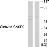 CASP9 / Caspase 9 Antibody - Western blot of extracts from HeLa cells, treated with Etoposide 25 uM 60', using Caspase 9 (Cleaved-Asp330) Antibody. The lane on the right is treated with the synthesized peptide.