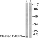 CASP9 / Caspase 9 Antibody - Western blot of extracts from NIH-3T3 cells, treated with Etoposide 25 uM 60', using Caspase 9 (Cleaved-Asp353) Antibody. The lane on the right is treated with the synthesized peptide.