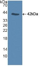 CASP9 / Caspase 9 Antibody - Western Blot; Sample: Recombinant CASP9, Human.