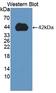 CASP9 / Caspase 9 Antibody - Western blot of CASP9 / Caspase 9 antibody.