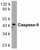 CASP9 / Caspase 9 Antibody - Western blot analysis of Caspase-9 in HeLa whole cell lysate with Caspase-9 antibody at 1ug/ml.