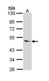 CASP9 / Caspase 9 Antibody - Sample (30 ug of whole cell lysate). A:293T. 10% SDS PAGE. Caspase 9 antibody diluted at 1:1000.