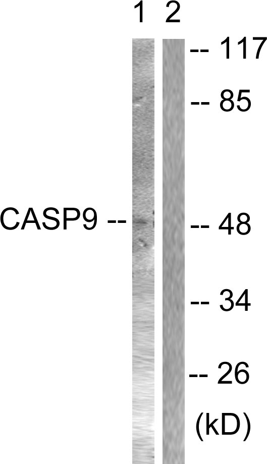 CASP9 / Caspase 9 Antibody - Western blot analysis of lysates from NIH/3T3 cells, treated with TNF-a 20ng/ml 30', using Caspase 9 Antibody. The lane on the right is blocked with the synthesized peptide.