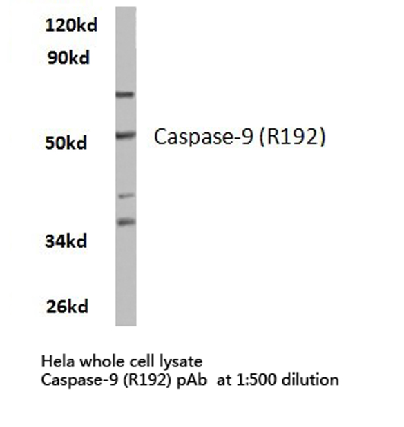 CASP9 / Caspase 9 Antibody - Western blot of Caspase 9 (R192) pAb in extracts from HeLa cells.