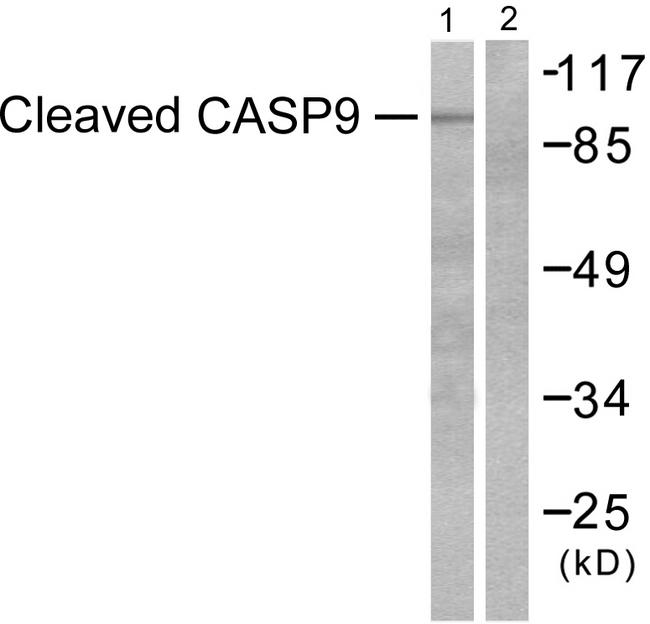 CASP9 / Caspase 9 Antibody - Western blot analysis of extracts from 293 cells, treated with Etoposide (25uM, 60mins), using Caspase 9 (Cleaved-Asp315) antibody.