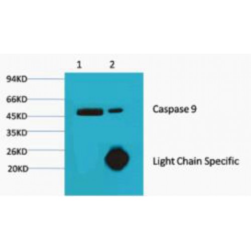 CASP9 / Caspase 9 Antibody - Immunoprecipitation of Caspase 9 antibody