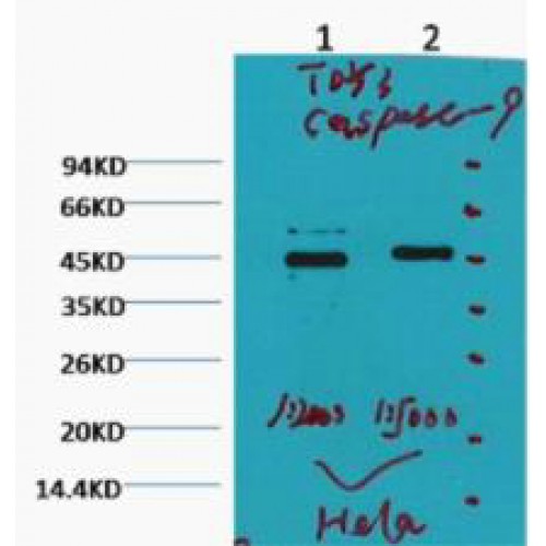 CASP9 / Caspase 9 Antibody - Western blot of Caspase 9 antibody