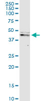 CASP9 / Caspase 9 Antibody - CASP9 monoclonal antibody (M01), clone 3B8-4G2. Western Blot analysis of CASP9 expression in HeLa NE.
