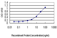 CASP9 / Caspase 9 Antibody - Detection limit for recombinant GST tagged CASP9 is approximately 3 ng/ml as a capture antibody.