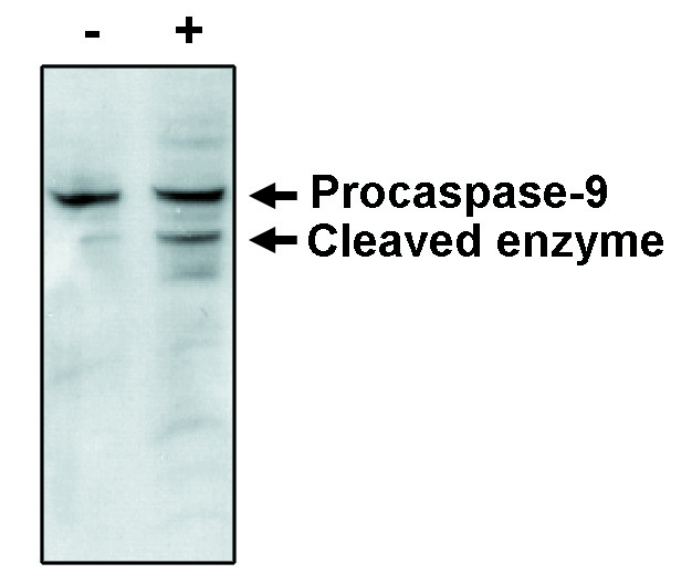 CASP9 / Caspase 9 Antibody - Western blot of Caspase-9 antibody on MCF-7 cells negative (-) and positive (+) for caspase-3 and showing the proenzyme form of caspase-9 and one of the cleavage products after treatment with thapsigargin for 48 hours.