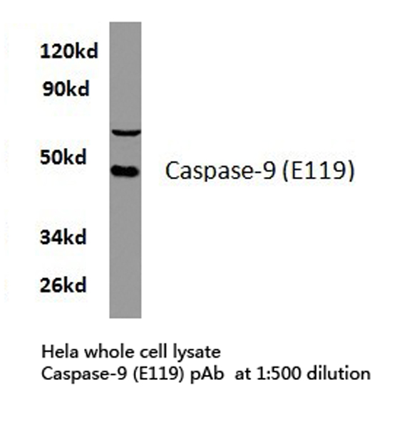 CASP9 / Caspase 9 Antibody - Western blot of Caspase 9 (E119) pAb in extracts from HeLa cells.