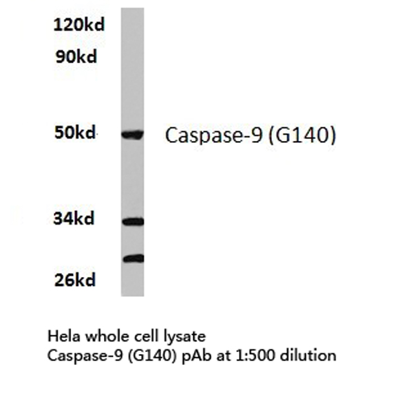 CASP9 / Caspase 9 Antibody - Western blot of Caspase 9 (G140) pAb in extracts from HeLa cells.