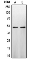 CASP9 / Caspase 9 Antibody - Western blot analysis of Caspase 9 expression in HeLa (A); NIH3T3 (B) whole cell lysates.
