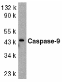 CASP9 / Caspase 9 Antibody - Western blot of caspase-9 in HeLa whole cell lysate with Caspase-9 antibody at 1:1000 dilution.