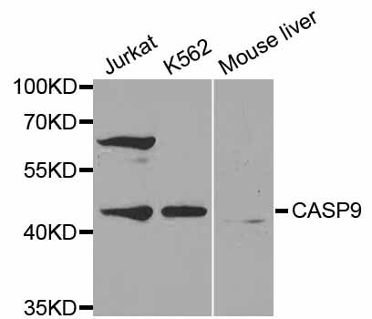 CASP9 / Caspase 9 Antibody - Western blot analysis of extracts of various cell lines.