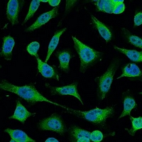 CASP9 / Caspase 9 Antibody - Immunofluorescent analysis of Caspase 9 staining in HeLa cells. Formalin-fixed cells were permeabilized with 0.1% Triton X-100 in TBS for 5-10 minutes and blocked with 3% BSA-PBS for 30 minutes at room temperature. Cells were probed with the primary antibody in 3% BSA-PBS and incubated overnight at 4 deg C in a humidified chamber. Cells were washed with PBST and incubated with a FITC-conjugated secondary antibody (green) in PBS at room temperature in the dark. DAPI was used to stain the cell nuclei (blue).