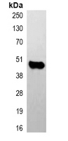 CASP9 / Caspase 9 Antibody - Immunoprecipitation of Caspase 9 from 0.5mg HeLa whole cell extract lysate; using Anti-Caspase 9 Antibody.