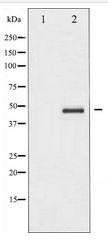 CASP9 / Caspase 9 Antibody - Western blot of Caspase 9 expression in TNF-a treated NIH-3T3 whole cell lysates,The lane on the left is treated with the antigen-specific peptide.