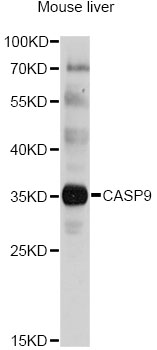 CASP9 / Caspase 9 Antibody - Western blot analysis of extracts of mouse liver, using CASP9 antibody at 1:1000 dilution. The secondary antibody used was an HRP Goat Anti-Rabbit IgG (H+L) at 1:10000 dilution. Lysates were loaded 25ug per lane and 3% nonfat dry milk in TBST was used for blocking. An ECL Kit was used for detection and the exposure time was 90s.