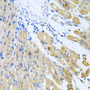 CASP9 / Caspase 9 Antibody - Immunohistochemistry of paraffin-embedded mouse stomach using CASP9 antibodyat dilution of 1:100 (40x lens).